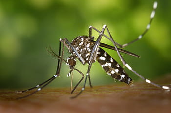 tiger mosquito, closeup, mosquito, asian tigermücke, sting, stegomyia albopicta, aedes albopictus, plug in mosquito, type of mosquito, vectors, disease
