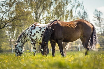 hnědý, bílý, koně, kůň, appaloosa, Příroda, zvíře, bílý kůň, hnědý kůň, louka, paddock