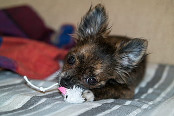 Chihuahua, Dog, Puppy, Toys, chihuahua, dog, baby, dog toy, play, young, cute, chiwawa