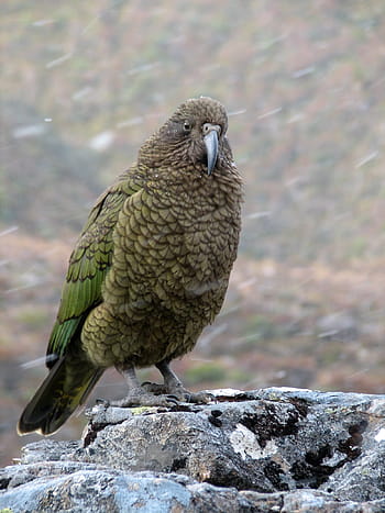 kea mountain parrot, -, Kea, Mountain Parrot, Nestor notabilis, arthur pass, avian, Bird, photos, New Zealand, parrot