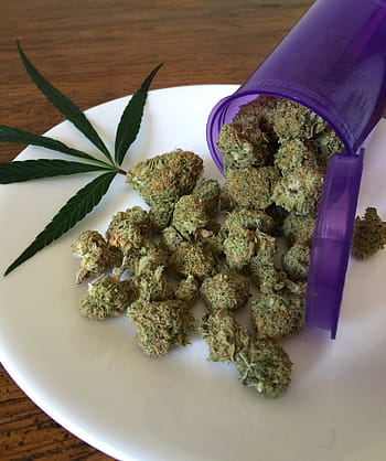 marihuana pupeny, konopí, marihuana, plevel, lék, medicína, rostlina, lékařský, narkotický, hrnec, drogy