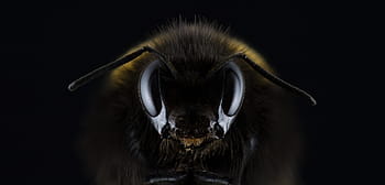 detailní, fotografie, Černá, žlutá, včela, bezrohý, bombus, oko, hmyz, bodnutí, antény