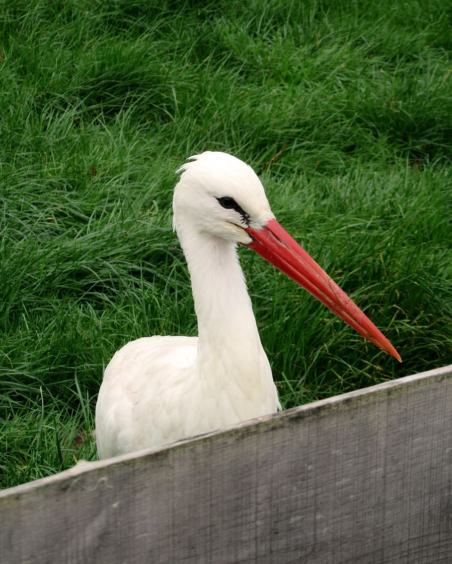 čáp, pták, účtovat, plot, louka, tráva, chrastítko chrastítko, těhotenství, ciconiidae, čáp bílý, východní