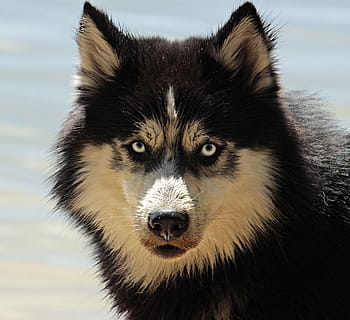 Černá, béžový, vlk, chraplavý, Pes, psí plemeno, sibiřský husky, zvíře, tažný pes, sníh pes, čenich
