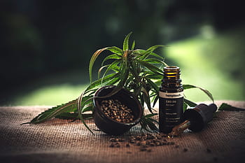 cbd öl, cbd olej, konopný olej, olej, cbd, superfood, hanf, plevel, zdraví, kanabidiol, konopí
