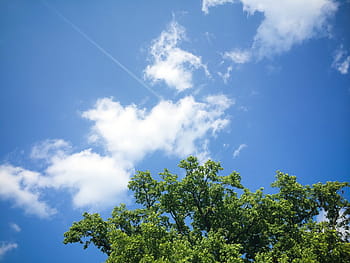 木と雲、 雲、 木、 自然、 飛行機、 空、 青、 夏、 屋外、 日、 雲-空