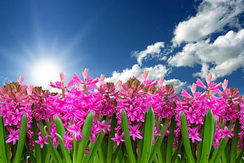 pink, jasmine flower plants, cloudy, blue, sky, flower, nature, plant, hyacinth, spring, spring flower
