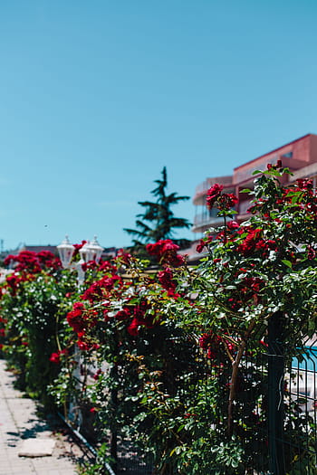 rosas de bulgaria, rosas, bulgaria, flores, rosa, flora, floral, rojo, naturaleza, al aire libre, árbol