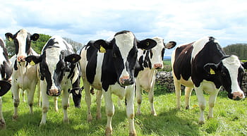 Pět, bílý, Černá, dobytek, holstein skotu, krávy, jalovic, pole, Mléčné výrobky, mléko, sýr