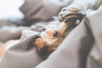Cerrar, perro yorkshire terrier, acostado, de cerca, lindo, tranquilo, Yorkshire Terrier, perro, cama, animales, perros