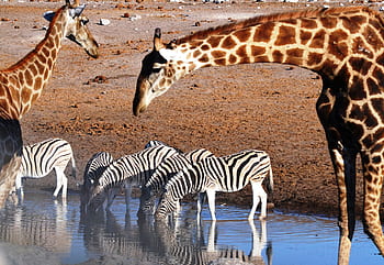 pond, nature, giraffe, zebra, safari