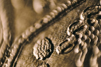 pandangan, emas, abstrak, backgound, Closeup, detail, latar belakang, makro, close-up, mode, pola