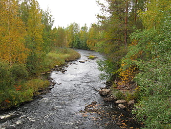 river keskijoki, The river, Puolanka, Finland, photos, keskijoki, public domain, river, stream, water, autumn