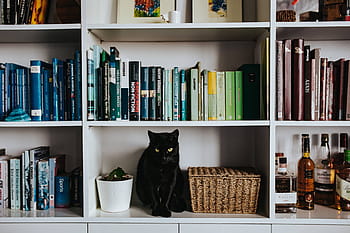 黒、 猫、 枝編み細工品バスケット、 白、 本棚の棚、 黒猫、 本棚、 棚、 ペット、 動物、 本
