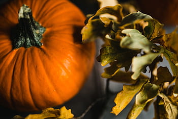 labu musim gugur, Musim Gugur, Labu, halloween, syukur, sayur, Warna oranye, musim, alam, oktober, labu - Sayuran