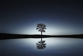 silhouette photo, tree, reflecting, body, water, amazing, beautiful, beauty, blue, breathtaking, calm