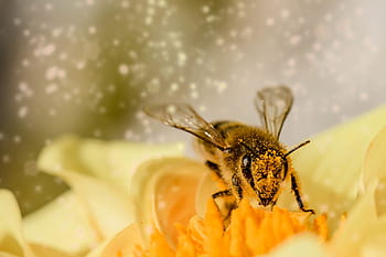 háziméh, sárga, nektár virág, méh, rovar, állat, hymenoptera, virágzik, virágzás, ül a virág, pihenés