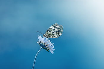 paperkite butterfly, perched, blue, petaled flower, butterfly, animal, insect, close, chess board, checkerboard-butterfly, women's board