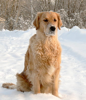 aranysárga, vizsla, ülés, hó, kutya, arany-Vizsla, portré, téli, tépőfog, figyelmes, belföldi