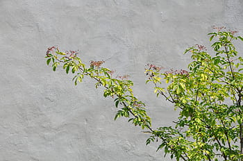 wall, sun, summer, nature, stone, bush, green, grey, seefeld, rest