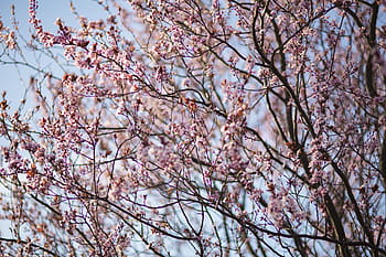 bunga musim semi pink, Pink, bunga musim semi, bunga, flora, langit biru, berbunga, musim semi, mekar, ranting, cabang