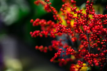 bunga, flora, kuning, karangan bunga, rowan, cantik, komposisi, merah, warna-warni, pengaturan