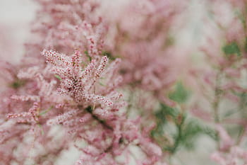 flor de árvore, cedo, primavera, árvore, flor, primavera precoce, flores, fundo, natureza, rosa, fundos