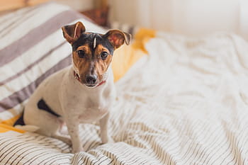 dog, sitting, bed, nature, animal, animals, bedroom, dogs, pet, pets, cute