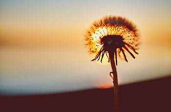 selettivo, fotografia a fuoco, bianca, fiore di tarassaco, tramonto, fotografia, dente di leone, fiore, natura, crepuscolo, fragilità