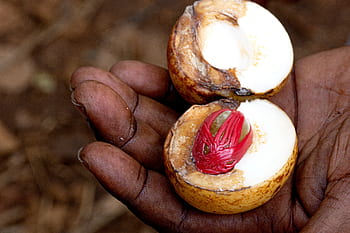 spezie, Zanzibar, la fattoria delle spezie, Noce moscata, cucina, Tanzania, Africa, Spezia