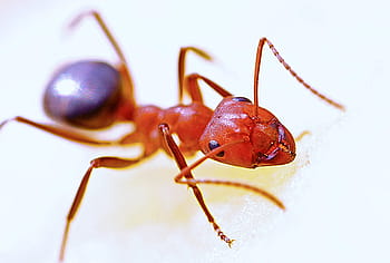 火蟻、 クローズアップ写真、 蟻、 マクロ、 昆虫、 赤、 自然、 アンテナ、 動物、 野生動物、 小さな