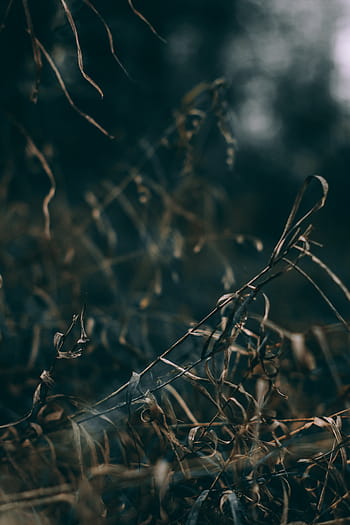 selektivní, zaměření fotografie, zvadlý, tráva, suchý, větev, venkovní, temný, rozmazat, bokeh, Příroda