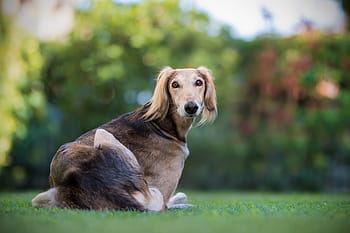 azawakh, ležící, tráva, Pes, domácí zvíře, domácí mazlíčci, saluki, chlupatý, Příroda, chrt, perského greyhounda