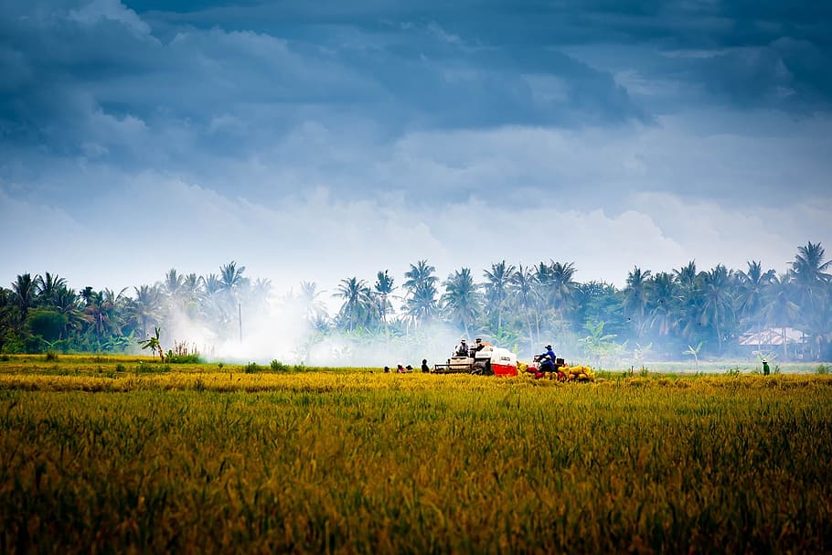 group, person, brown, field, gray, sky, vietnam, countryside, harvest, fields, agriculture