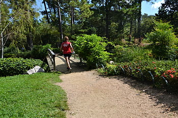 kobieta, pieszy, kobieta jogger, bieganie, Zielony, jogging kobieta, trawa, drzewa, ścieżka, biegacz, ćwiczący