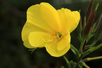 růžový pupalkový, květ, žlutá, oenothera biennis, společné pupalkový, skleník z pupalky, žlutý květ, stylus, neophyte, květiny, divoká rostlina