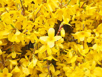 forsythia, květiny, žlutá, poboček, zlatá šeřík, květ, keř, květy fialky, zlaté zvonky, okrasný keř, rostlina