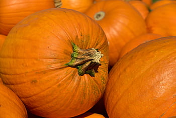 dýně, předvečer Všech svatých, podzim, říjen, oranžový, dekorace, sklizeň, kolo, jedlý, sezónní, čerstvý