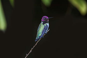 lila, Grün, Kolibri, thront, Zweig, flach, Fokus, Fotografie, Vogel, dunkel, Ast