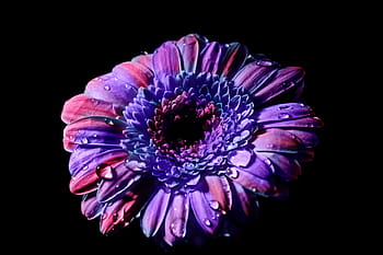 purple, pink, gerbera daisy, closeup, flower, blossom, bloom, gerbera, petals, close, plant