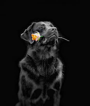 dog, biting, yellow, rose, flower, labs to, pets, animal, cute, black Color, canine