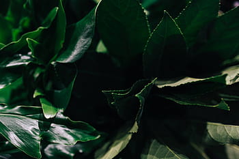 hijau, tanaman, daun, Close-up, tanaman hijau, daun tanaman, alam, latar belakang, Warna hijau, kesegaran, makro