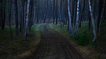 nature, landscape, forest, woods, leaves, autumn, fall, green, dark, night