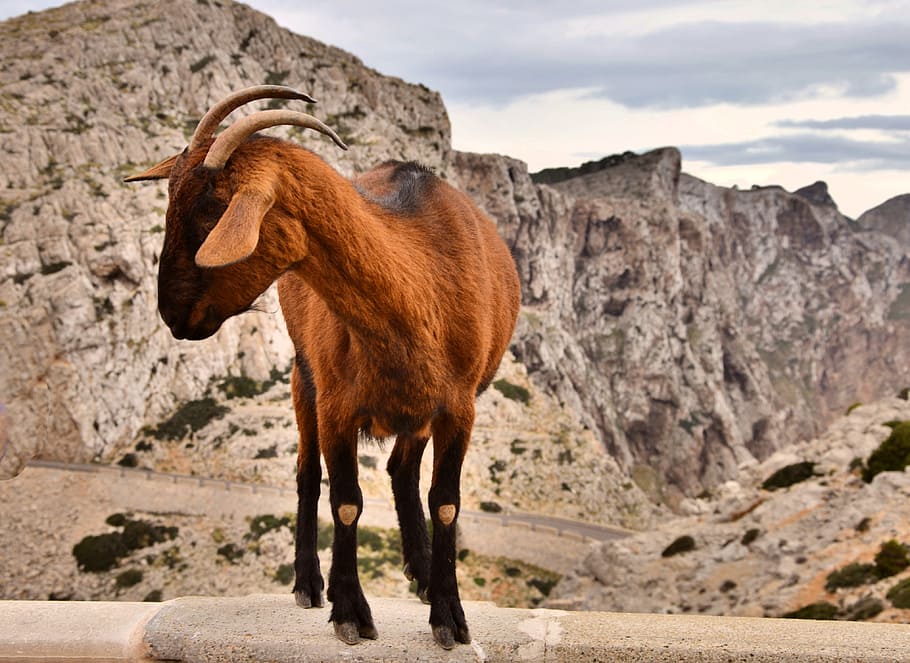 Goat, Mallorca, Wall, trustful, running, mountain, animal, one animal, animal themes, day, standing