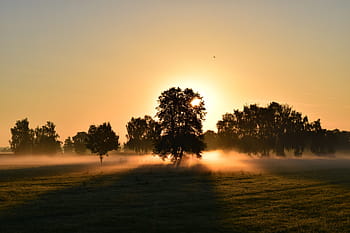 silueta, stromy, západ slunce, fotografie, svítání, ranní mlha, morgenrot, krajina, nálada, světlo, Červené