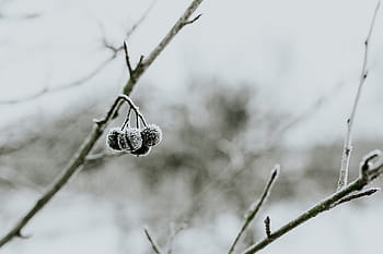 雪、 木、 クローズアップ、 葉、 松、 小枝、 枝、 霜、 冬、 寒さ、 自然