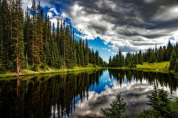 tělo, voda, obklopen, stromy, jezero irene, colorado, odrazy, nebe, mraky, les, krajina