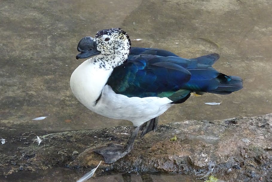duck, bird, knob-billed duck, sarkidiornis melanotos, african comb duck, water fowl, wildlife, nature, male, avian, waterfowl
