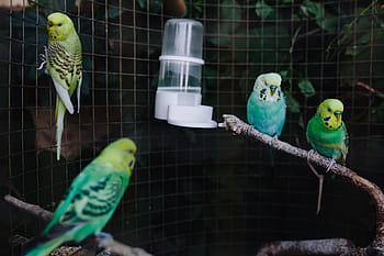 berwarna-warni, sobat, kandang, Lucu, kesayangan, hewan, manis, burung, domestik, bayan, budgie