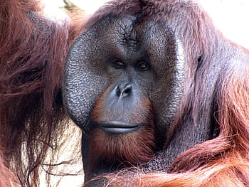 close-up photo, black, brown, monkey, orangutan, animal, zoo, nature, ape, primate, mammal